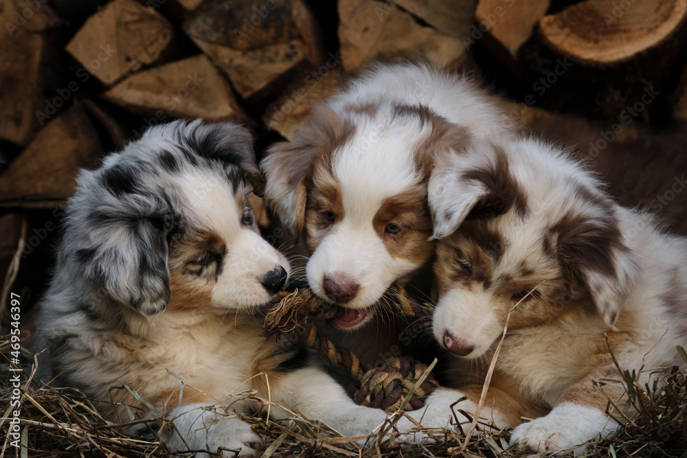 Litter of Australian Shepherd puppies. To raise dogs in village in