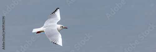 Seagull flying in Brittany, Black-headed gull, Larus ridibundus, in winter 