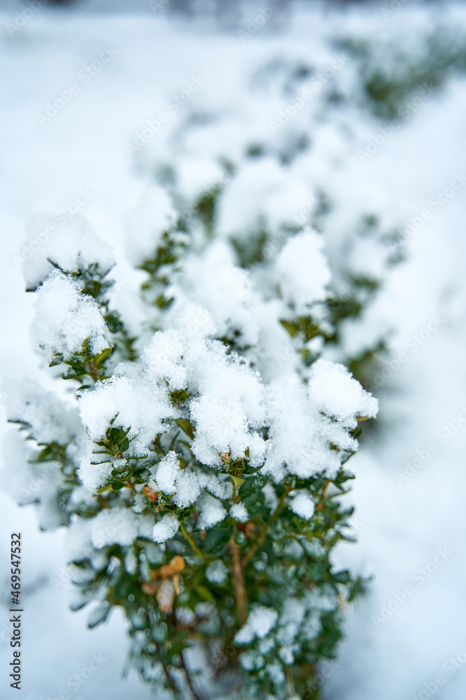 Snow covered bush in winter city park. Winter season beauty