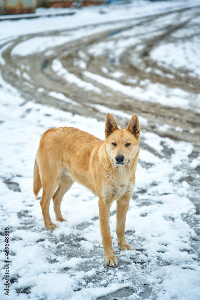 Portrait of a stray dog on a snowy street. A tough winter season for stray animals