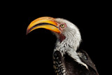 Portrait of a yellow-billed hornbill (Tockus flavirostris) isolated on black, South Africa.