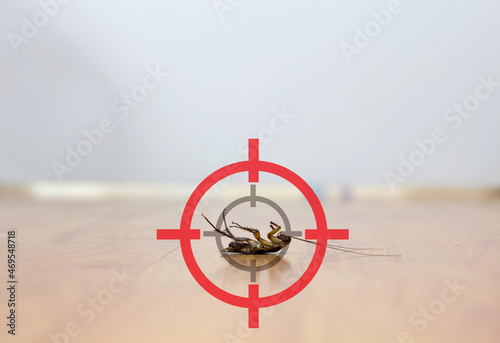 gun target to kill cockroach , pest control service concept