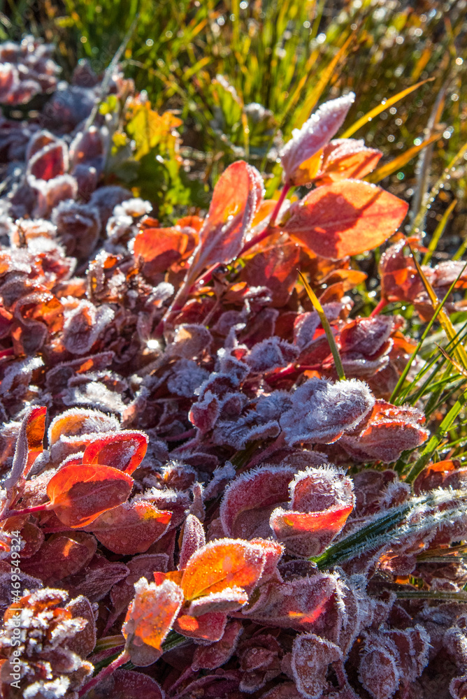 Frozen plants in the morning in the Mount Rainier NP