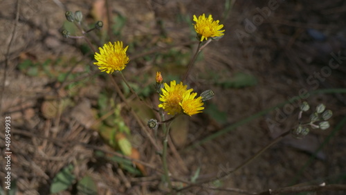 flores diente de león