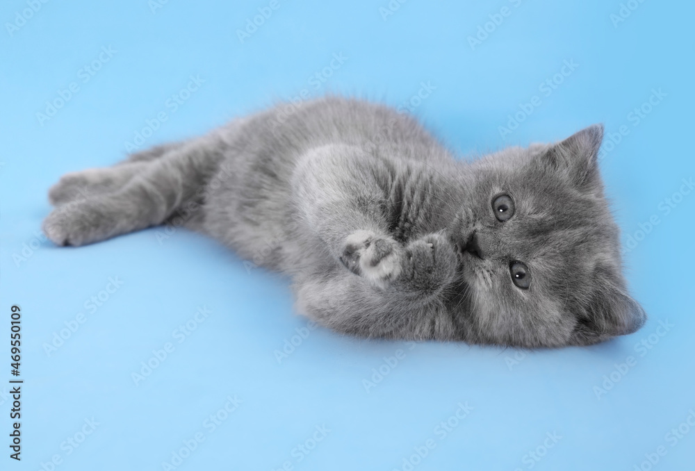 Cute little grey kitten lying on light blue background