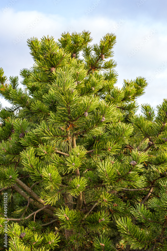 The top of a pine tree against the sky with clouds. Selective focus The top of a pine tree against the sky with clouds. Selective focus