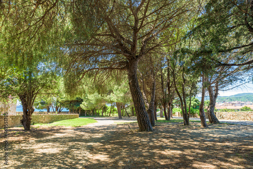 Savona, Italy. May 20, 2021. View of the small pine forest inside the park of the Priamar Fortress. photo