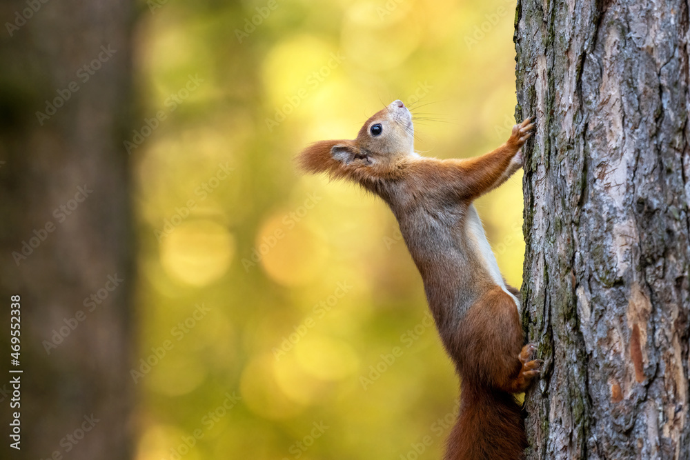 Sciurus. Rodent. The squirrel sits on a tree. Beautiful red squirrel in the park. Sciurus. Rodent. The squirrel sits on a tree. Beautiful red squirrel in the park.