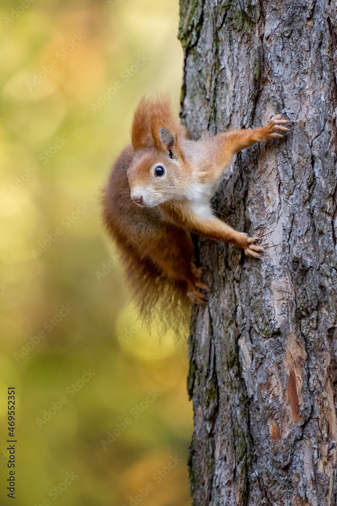 Sciurus. Rodent. The squirrel sits on a tree. Beautiful red squirrel in the park. Sciurus. Rodent. The squirrel sits on a tree. Beautiful red squirrel in the park.