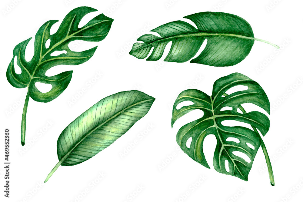 Watercolor illustrations of tropical leaves. Hand painted.