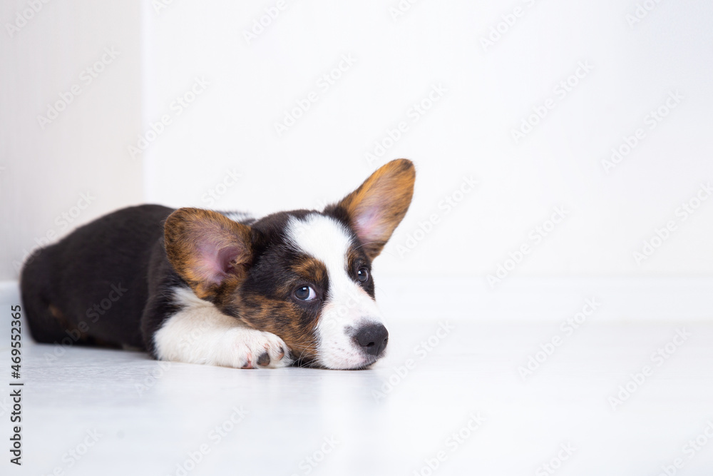 cute welsh corgi cardigan puppy lies on a white warm laminate floor. the dog is waiting for the owner