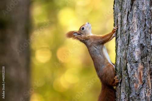 Sciurus. Rodent. The squirrel sits on a tree. Beautiful red squirrel in the park. © Martin