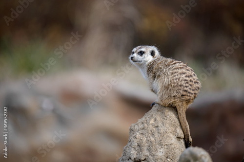 The meerkat is alert and watching the danger. © Martin
