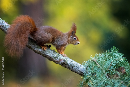 Sciurus. Rodent. The squirrel sits on a tree. Beautiful red squirrel in the park.