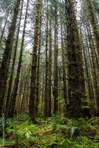 Mystic rainforest in Olympic National Park, Washington State