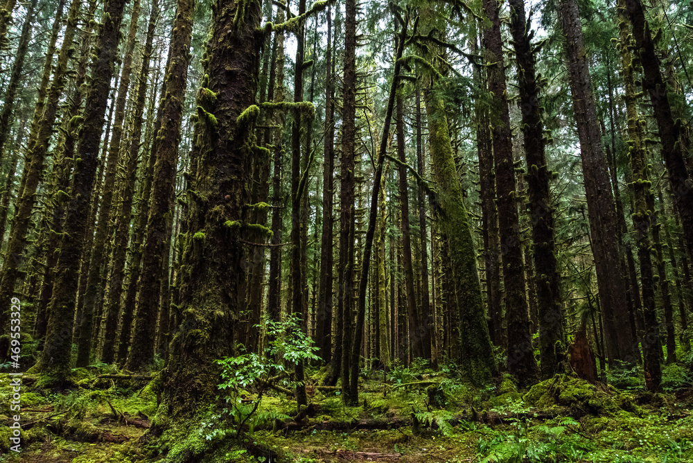 Mystic rainforest in Olympic National Park, Washington State