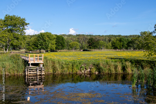 Boardwalk to a marsh in a rural park