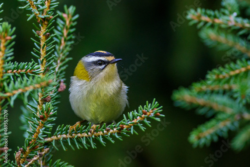 Photography Sommergoldhähnchen (Regulus ignicapillus)