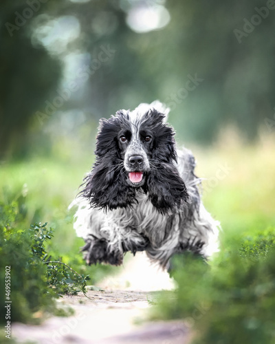 Quadro su tela Beautiful english cocker spaniel dog portrait in nature