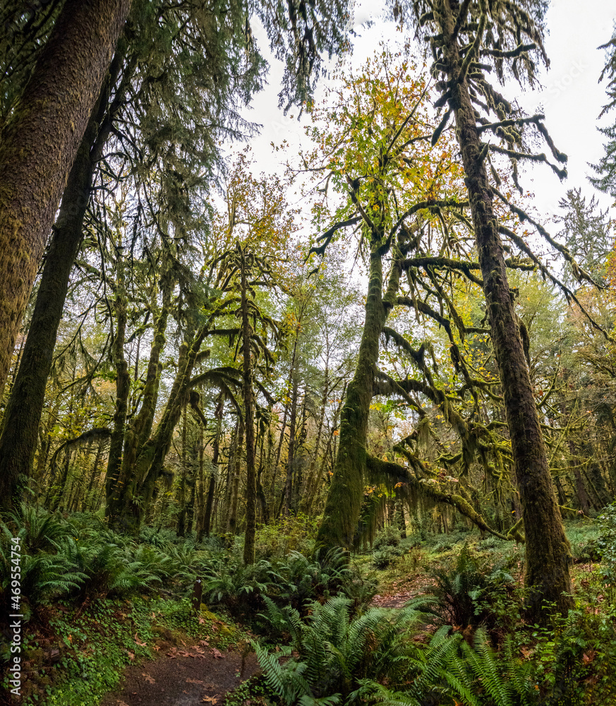 Scenic rainforest in the Olympic National Park in Washington state Scenic rainforest in the Olympic National Park in Washington state