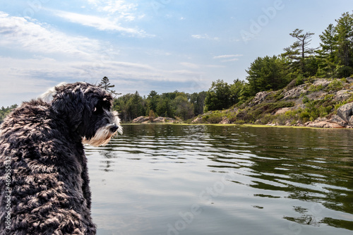 green algae on the water doesn't impress the dog