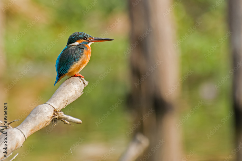 Fototapeta premium The common kingfisher (Alcedo atthis) also known as the Eurasian kingfisher, and river kingfisher sitting on tree in morning light. Shot at Kolkata, Calcutta, West Bengal, India.