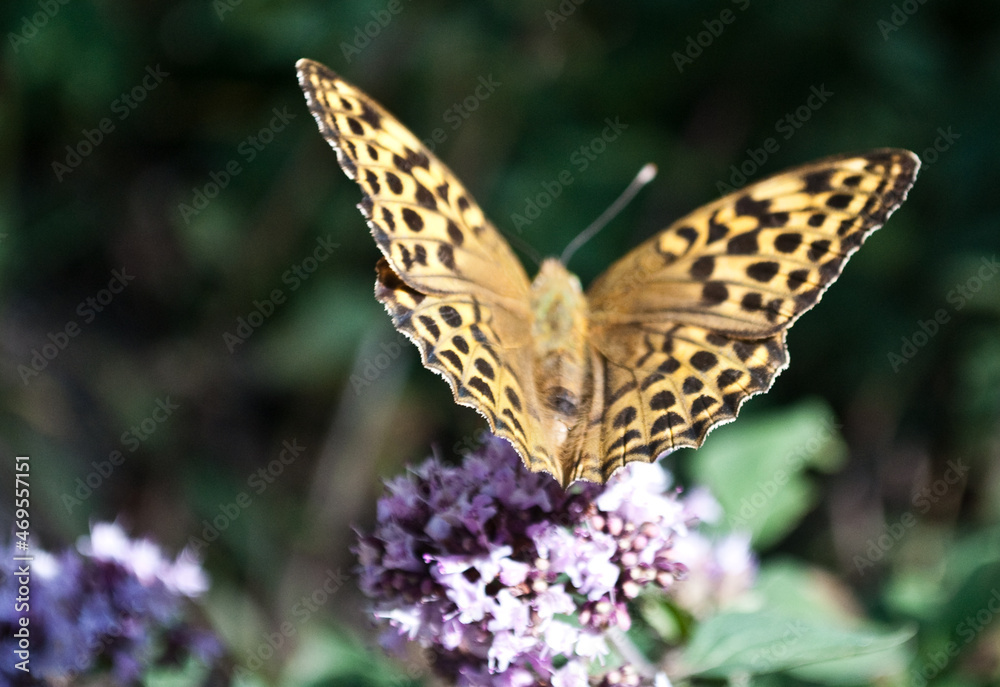 Obraz premium butterfly on flower