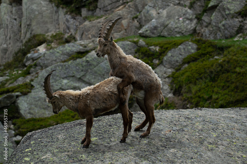 The play of steinbocks