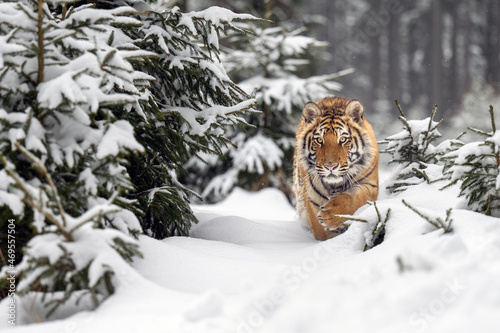 The tiger runs on the edge of the forest and enjoys the snow. © Martin