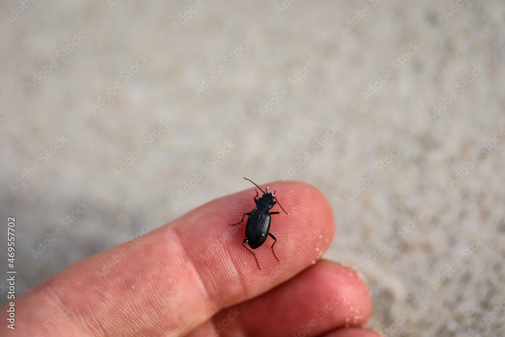 Ein kleiner Schwarzer Käfer krabbelt auf einem Finger. Ein kleiner Schwarzer Käfer krabbelt auf einem Finger.