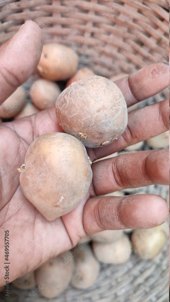 handful of potato fresh food on hand handful of potato fresh food on hand