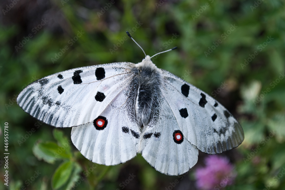 Fototapeta premium butterfly on a leaf