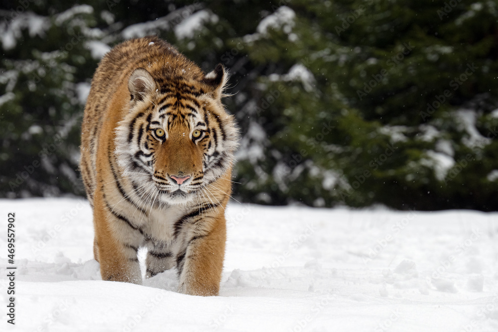 Obraz premium The tiger runs on the edge of the forest and enjoys the snow.