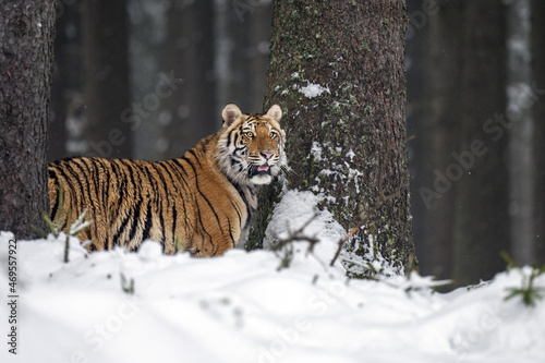 The tiger runs on the edge of the forest and enjoys the snow.