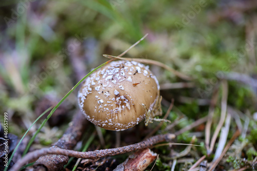 Eine Makroaufnahme eines Pilz im Wald. Essbar, giftig oder nicht genießbar? 