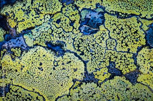 lichens
