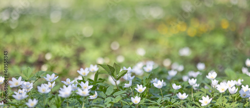 large group of anemone white flowers on green background