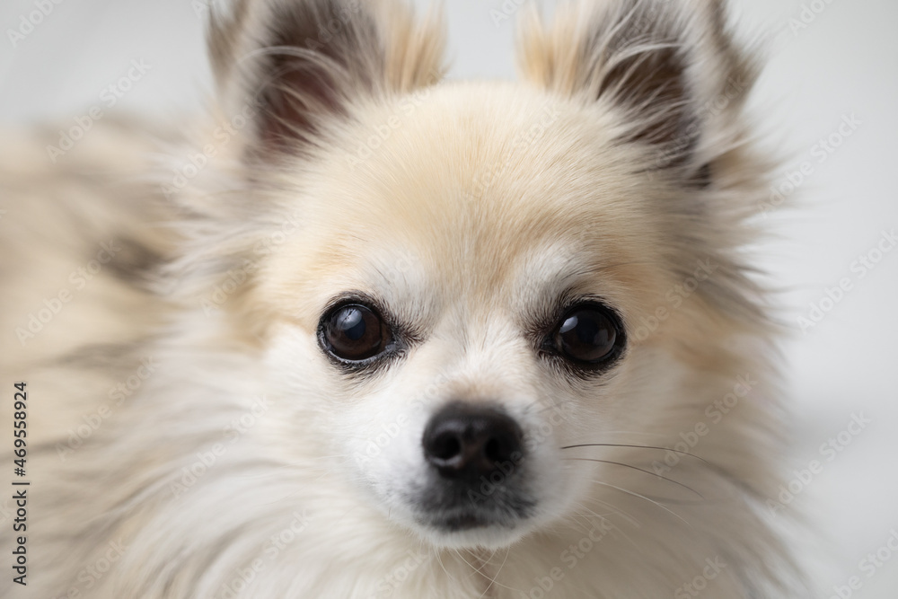 Chihuahua Hund Portrait Haustier
