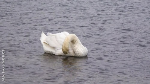 Birds of Ukraine. The swan is cleaning the feathers (Cygnus olor) in the Suhoy Liman. Black Sea photo
