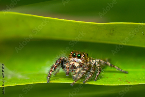 Closeup macro in Hyllus semicupreus Jumping Spider on blue background. Jumping Spider eating flies