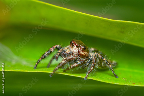 little spider eating fly Jumping Spider eating with yellow green background