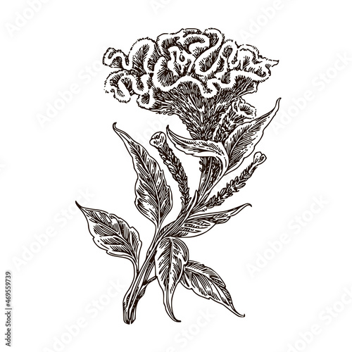 Branch of celosia flower. Sketch. Engraving style. Vector illustration. photo