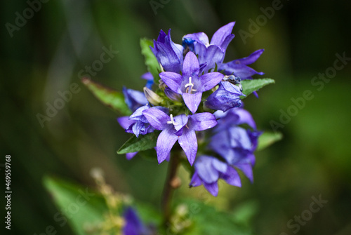 flowers in the garden