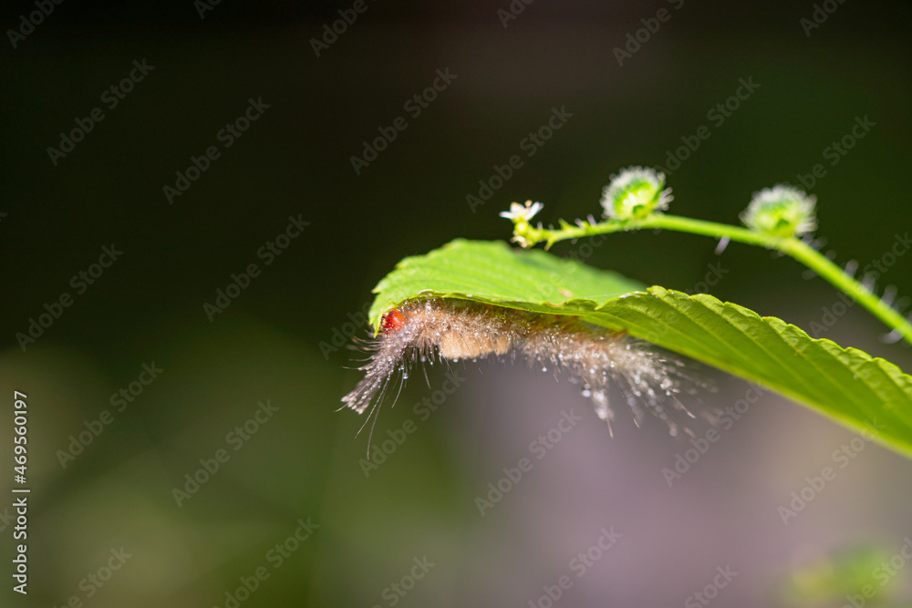 caterpillar before becoming a butterfly.
very itchy if on the skin it causes irritation caterpillar before becoming a butterfly.
very itchy if on the skin it causes irritation