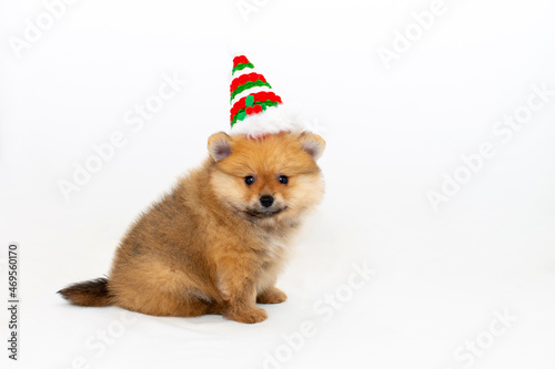 Cute pomeranian puppy in a Christmas hat. A pomeranian puppy and a New Year. The puppy celebrates Christmas.