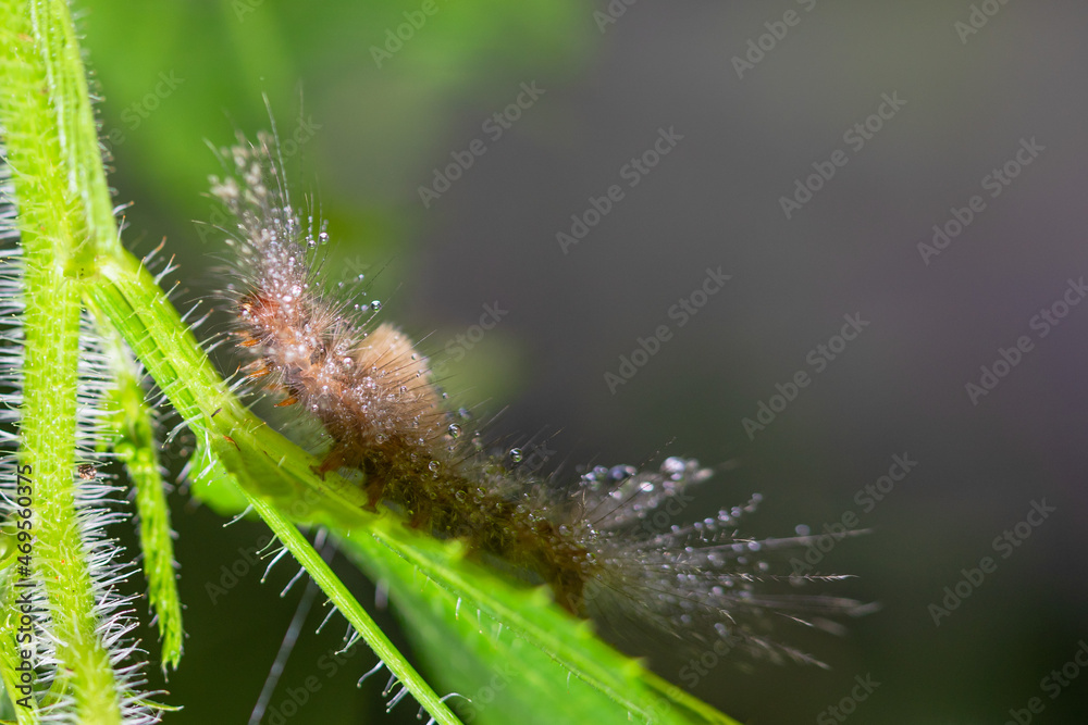 caterpillar before becoming a butterfly.
very itchy if on the skin it causes irritation caterpillar before becoming a butterfly.
very itchy if on the skin it causes irritation