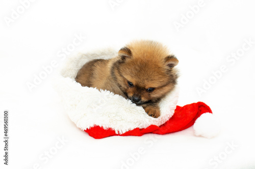 Cute pomeranian puppy playing with Santa Claus hat. The puppy has a New Year. A Christmas puppy.