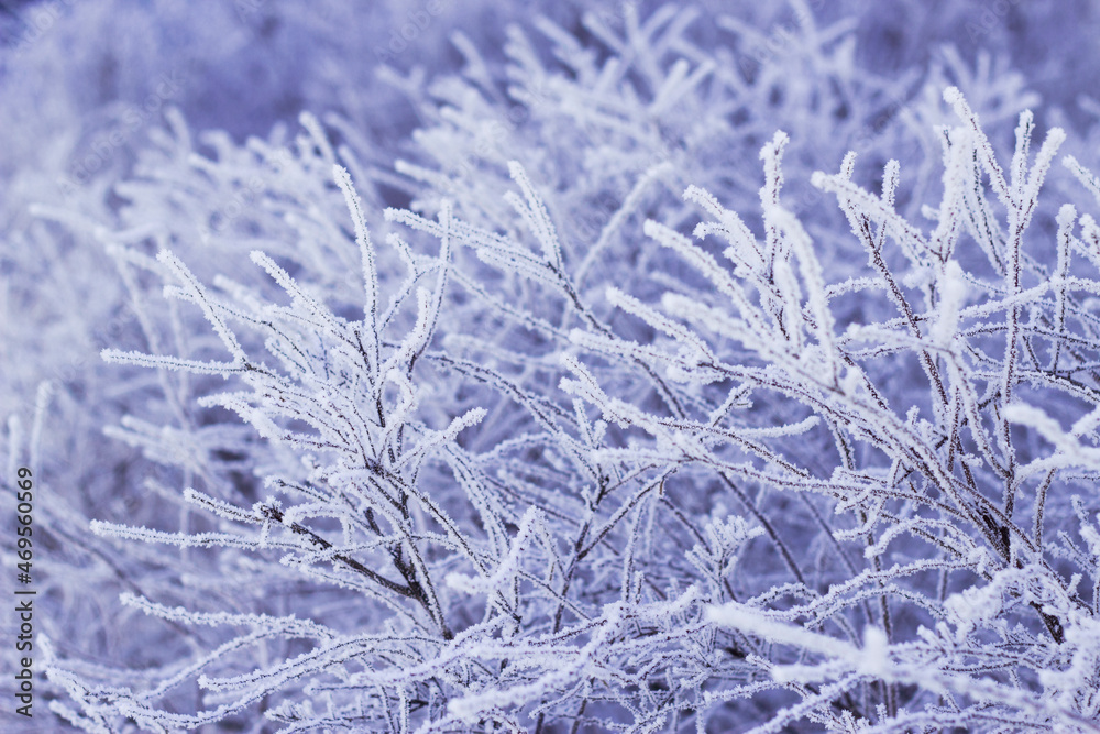 fluffy and cold hoar frost on the branches in winter nature fluffy and cold hoar frost on the branches in winter nature