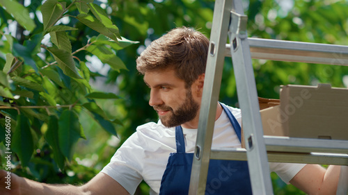 Fotografi Smiling gardener collecting red fresh cherry from tree farmland garden portrait