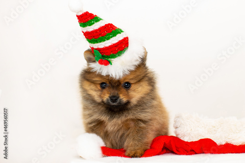 Cute pomeranian puppy in a Christmas hat playing with Santa Claus hat. The puppy has a New Year. A Christmas puppy.